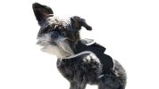 No Maintenance Portable Realtime GSM Dog Tracking GPS Finder/Tracker Size:S