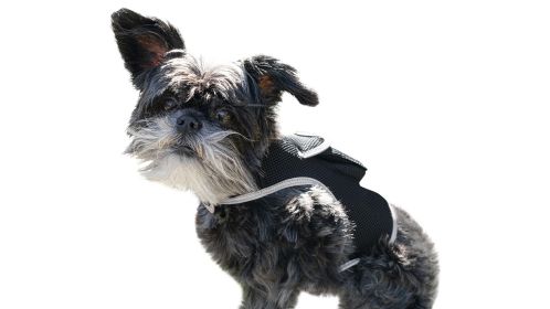 No Maintenance Portable Realtime GSM Dog Tracking GPS Finder/Tracker Size:S
