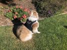Low Maintenance Mini Dog Tracking GPRS GPS GSM Pet Tracker Waterproof Size:M