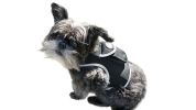Inexpensive Less Maintenance GPS Tracker Dog Collar Rechargeable Tracking Gadget Size:XL