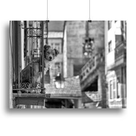 Street Dog Canvas Print or Poster (Type: Poster Print, size: 32" x 24" / 80cm x 60cm approx)